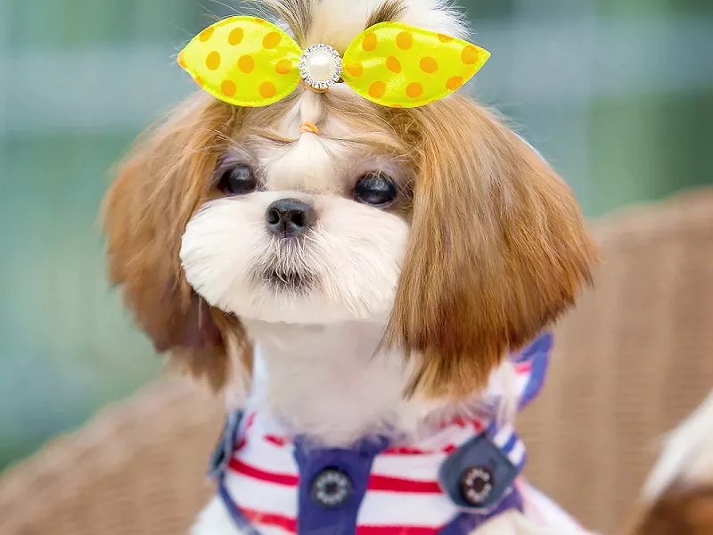 How To Trim A Shih Tzu? Just 4 Steps