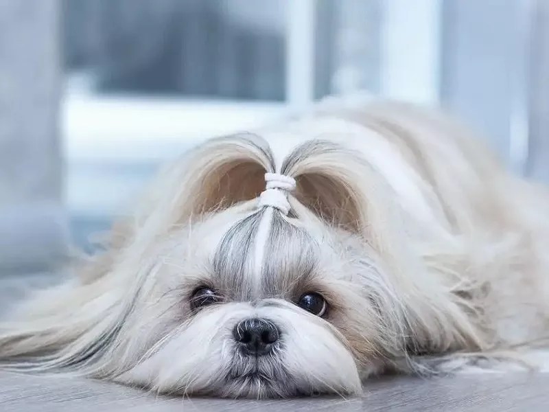 How To Groom A Shih Tzu Puppy?