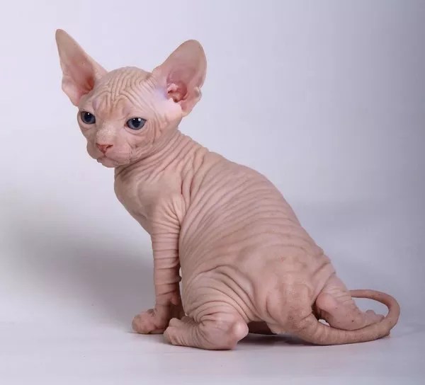 Do You Have To Bathe Hairless Cats?