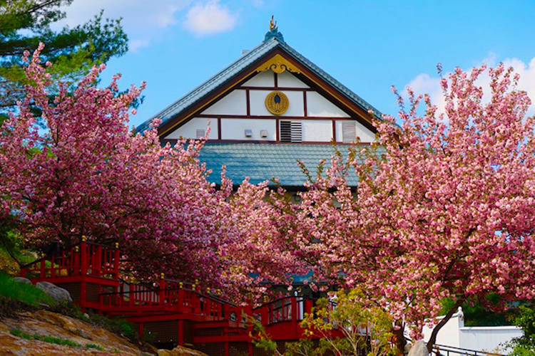 Gallery Mt. Fuji Restaurants