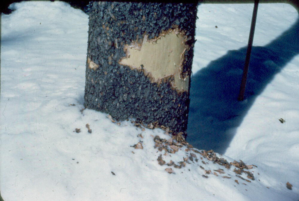 Porcupine damage to trees Montana Memory Project