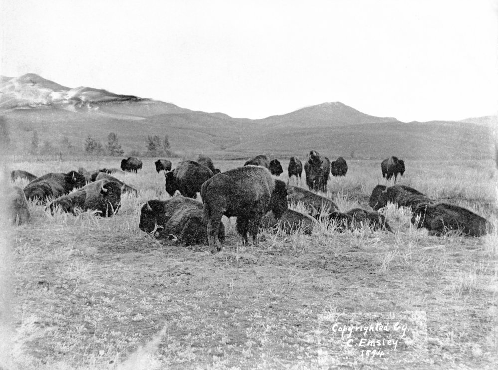 The Decline of the Bison Population and the Role of the Plains Chippewa