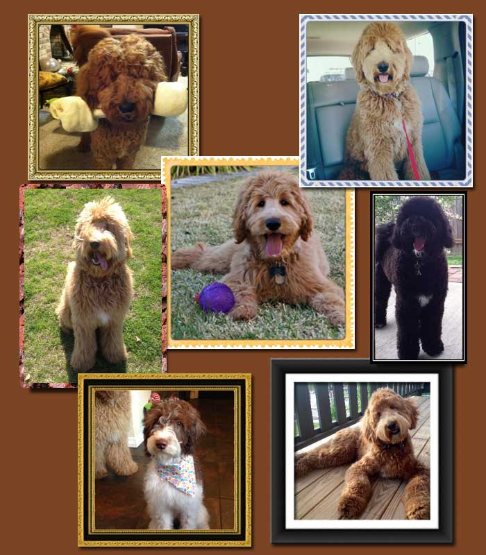 Labradoodle Puppies Lubbock Texas Rin Tin Tin Is A Pure Bred Standard