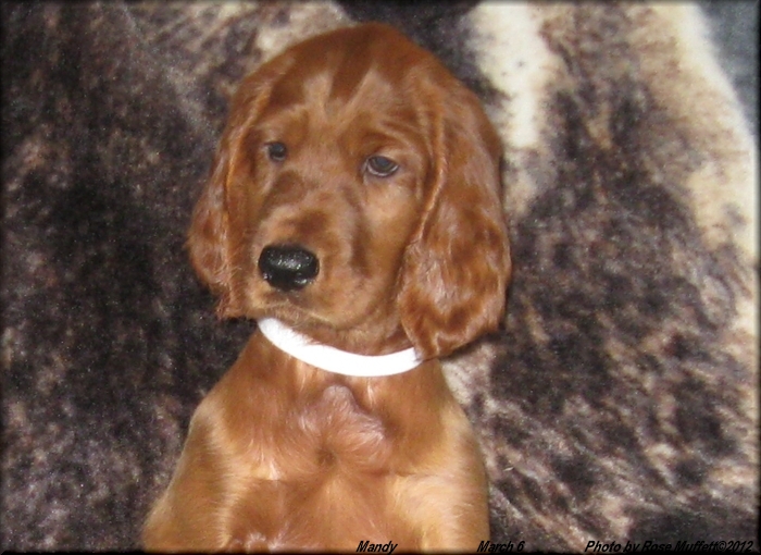 AKC Irish Setter Puppies