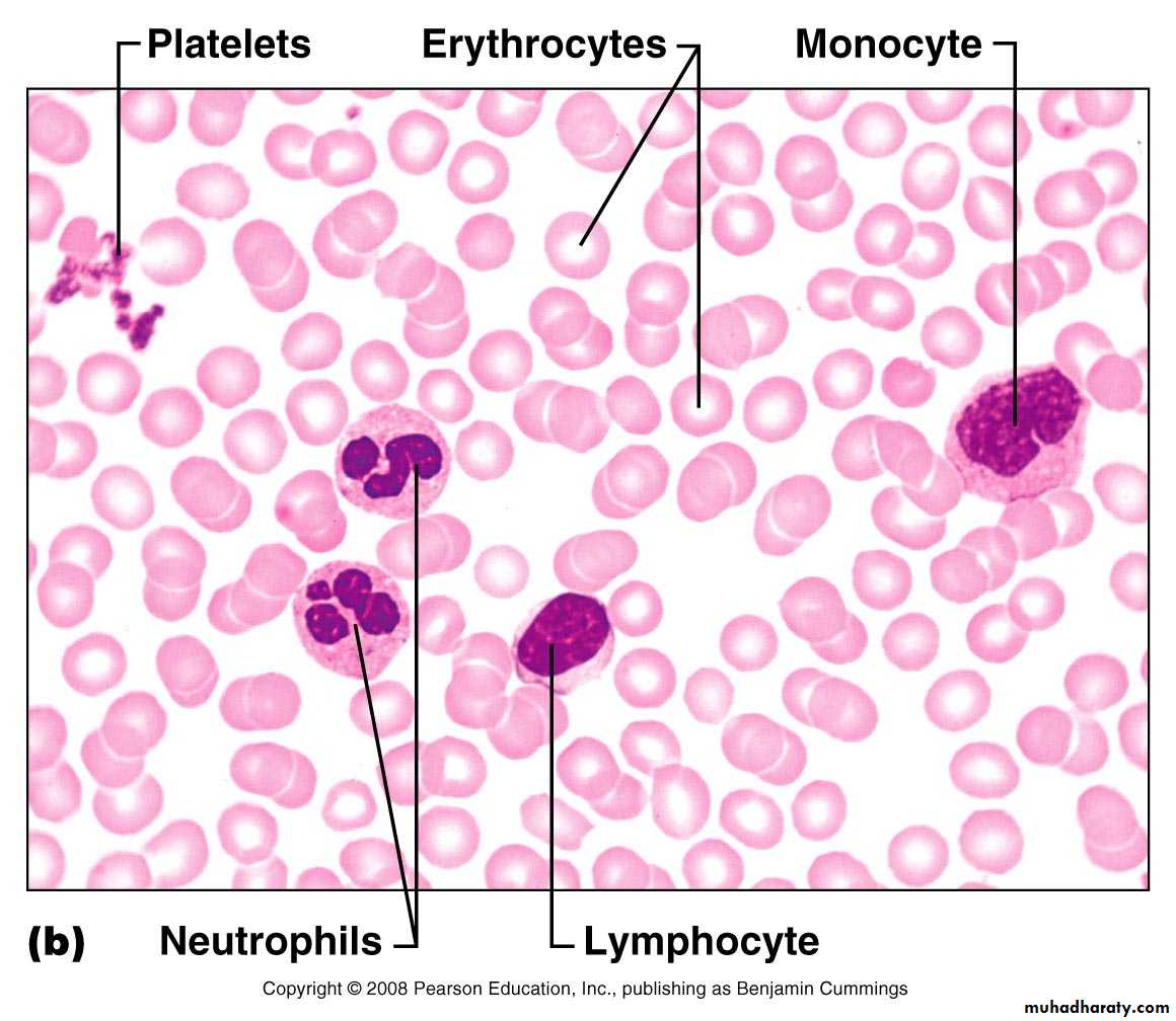 Blood and Hematopoietic Tissue pptx dr.suhaila Muhadharaty
