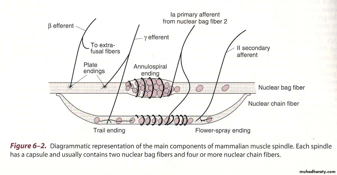 spinal cord 2 pptx فرح نبيل عباس Muhadharaty