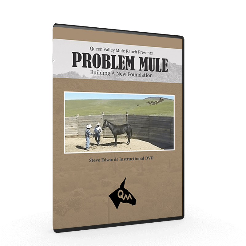 Problem Mule, Building A New Foundation How to Start A Mule