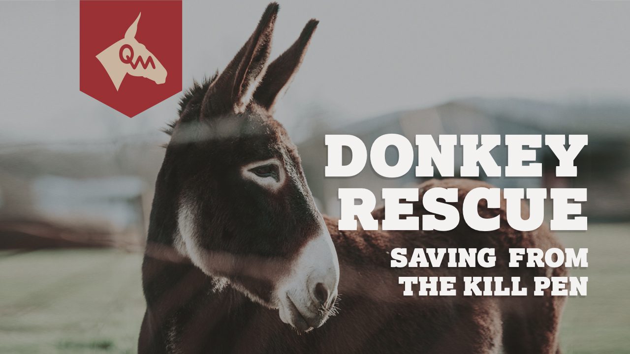 Using Kill Pens to Find Rescue Donkeys and Mules For Sale The Hidden