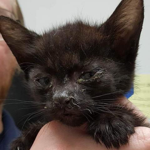 Upper Respiratory Infections In Cats | Animal Services