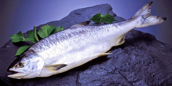 お魚も食べれるベジタリアン？私が【ペスクタリアン】に拘る理由 MULTILINGIRL♪