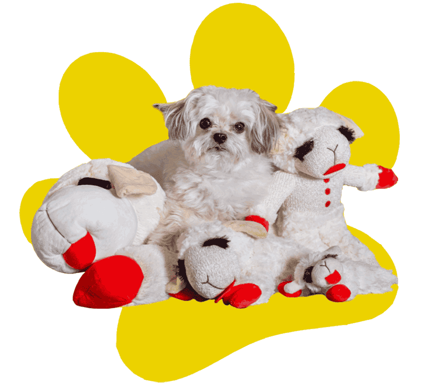 Leading Pet Product Supplier in the United States Multipet