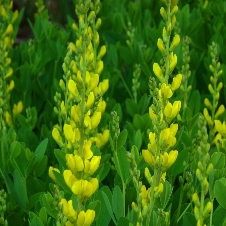 Baptisia American Goldfinch Multiplants