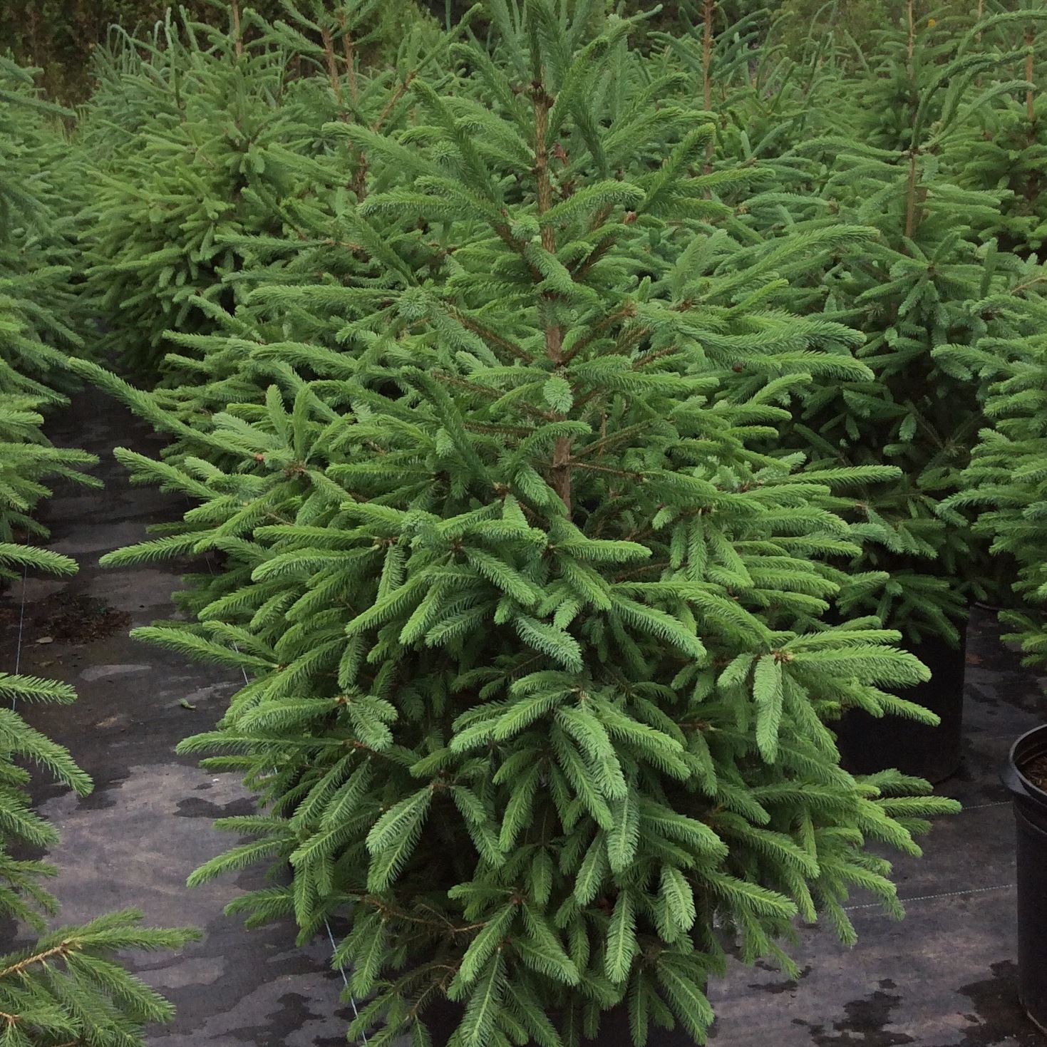 Picea glauca Multiplants