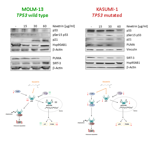 KEVETRIN PRECLINICAL STUDY OF A NEW COMPOUND IN ACUTE MYELOID.... EHA