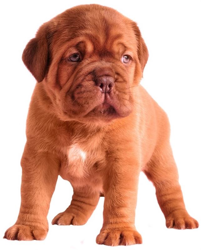 French Mastiff (A) Grade Puppy Send Gifts and Money to Nepal Online