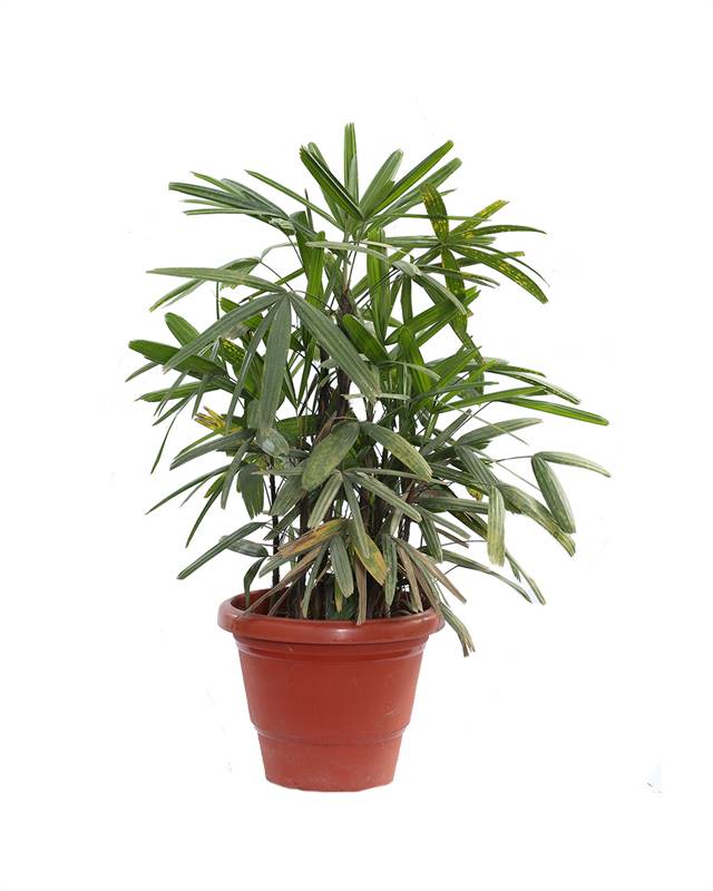 Tall Bamboo Plant Send Father's Day Gifts and Money to Nepal Online