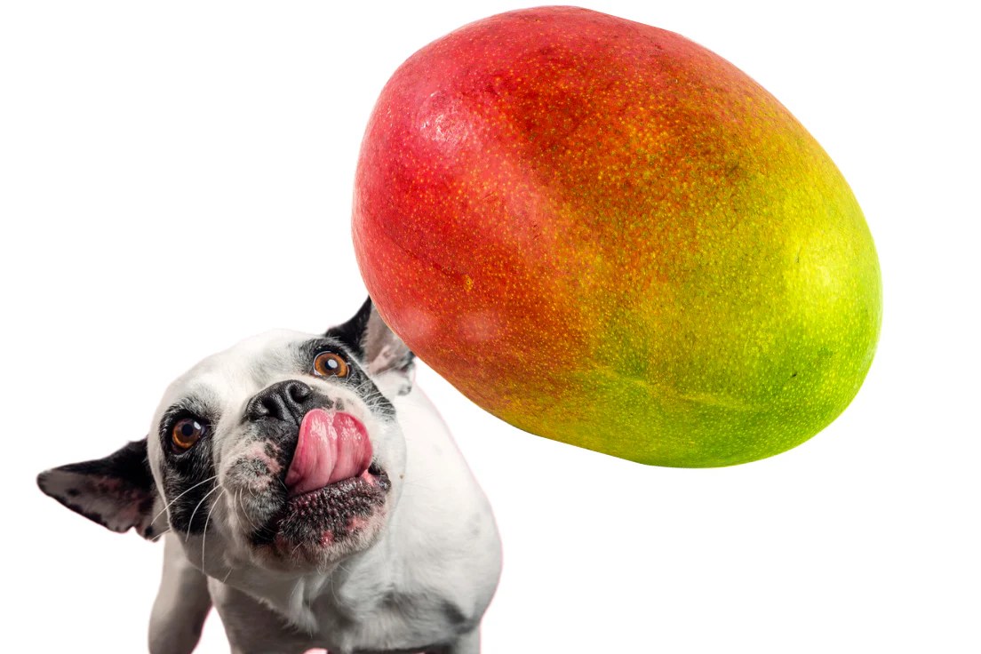 Can Dogs Eat Mango? Is Mango Good for Dogs? (2024) Munchbird