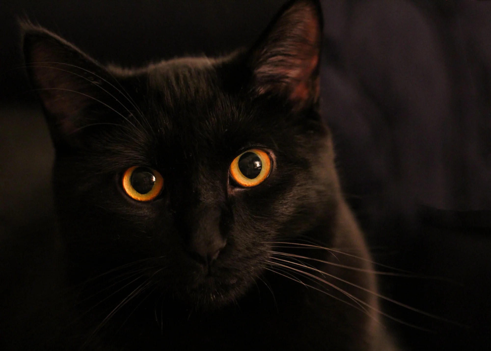 Black Male Cat Names