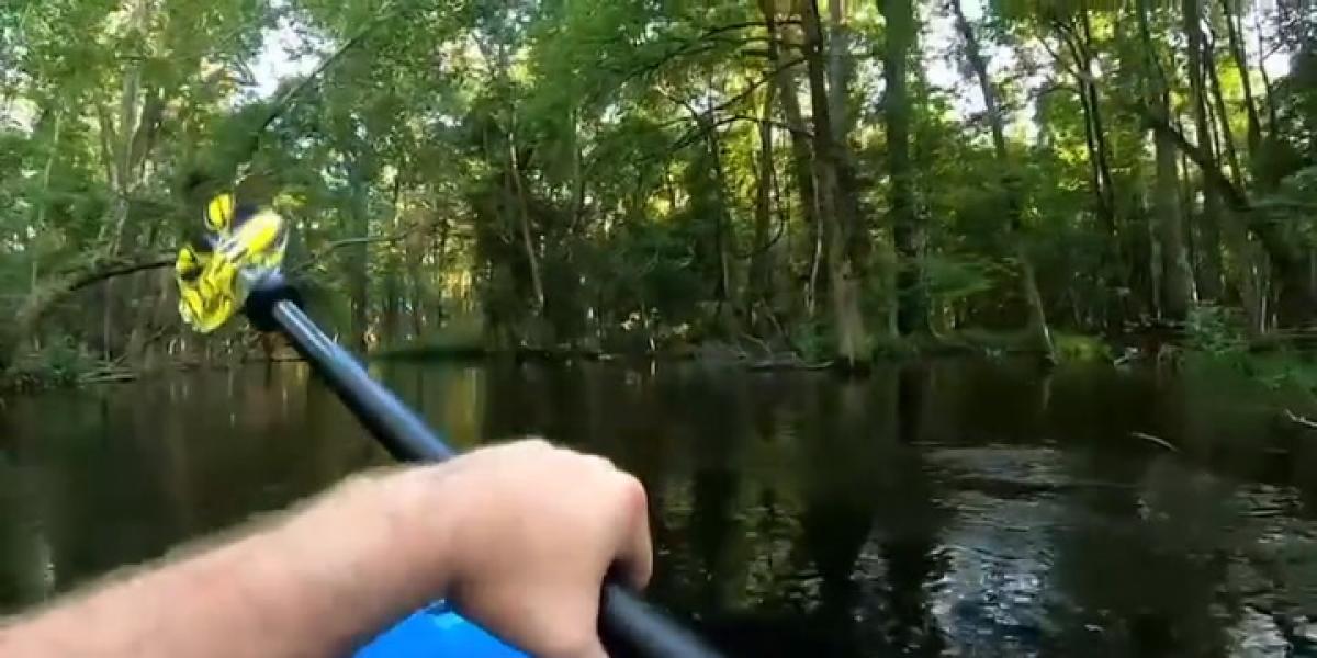 An alligator attacks and sinks a kayak in Florida Archyde