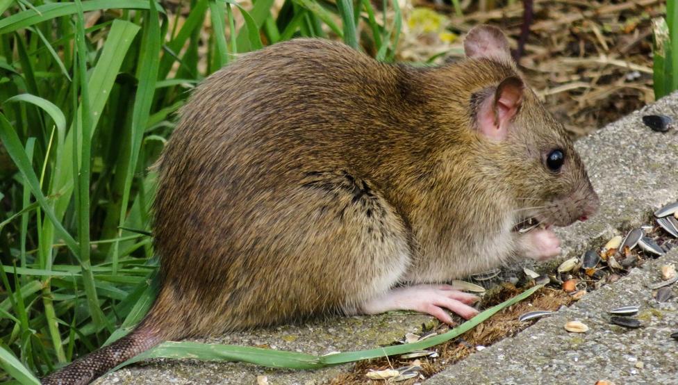 Un estudio determina cuántas ratas hay en España
