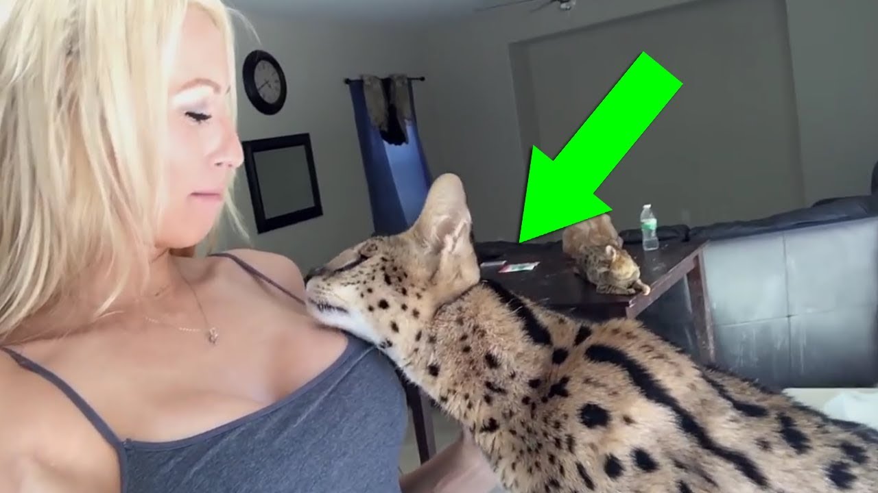 9 animais mais caros que existem no mundo Mundo Inverso