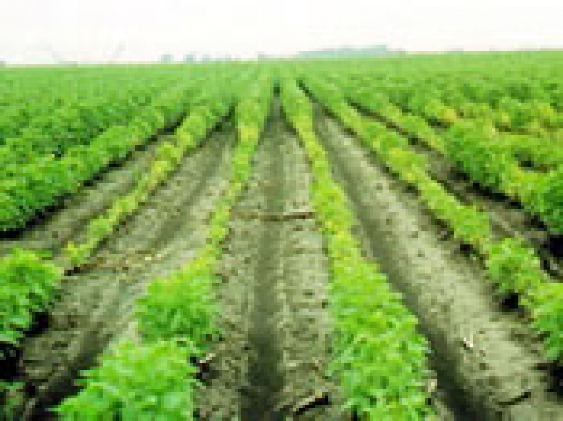 Producción de soja creció en 1 millón de toneladas en Paraguay
