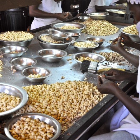 Cashews: processors struggle with RCN shortage
