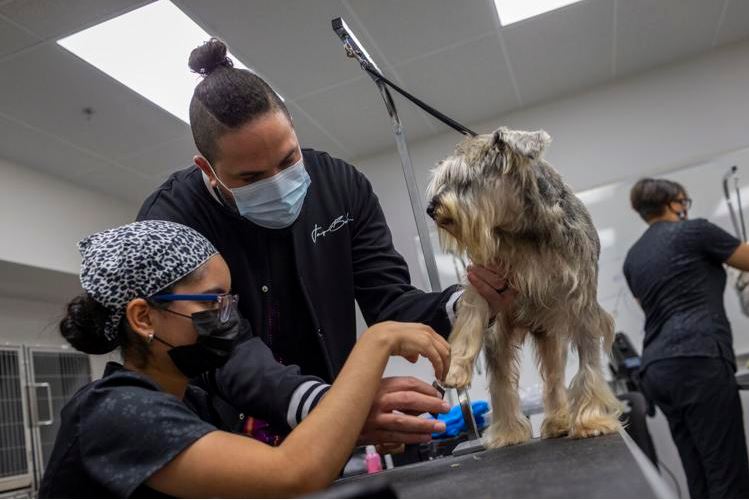 Ofrecerán Servicios Gratuitos de “Grooming” en Columbia Central