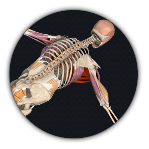 Archer PushUp 3D anatomy Muscle&Motion Strength Training Anatomy