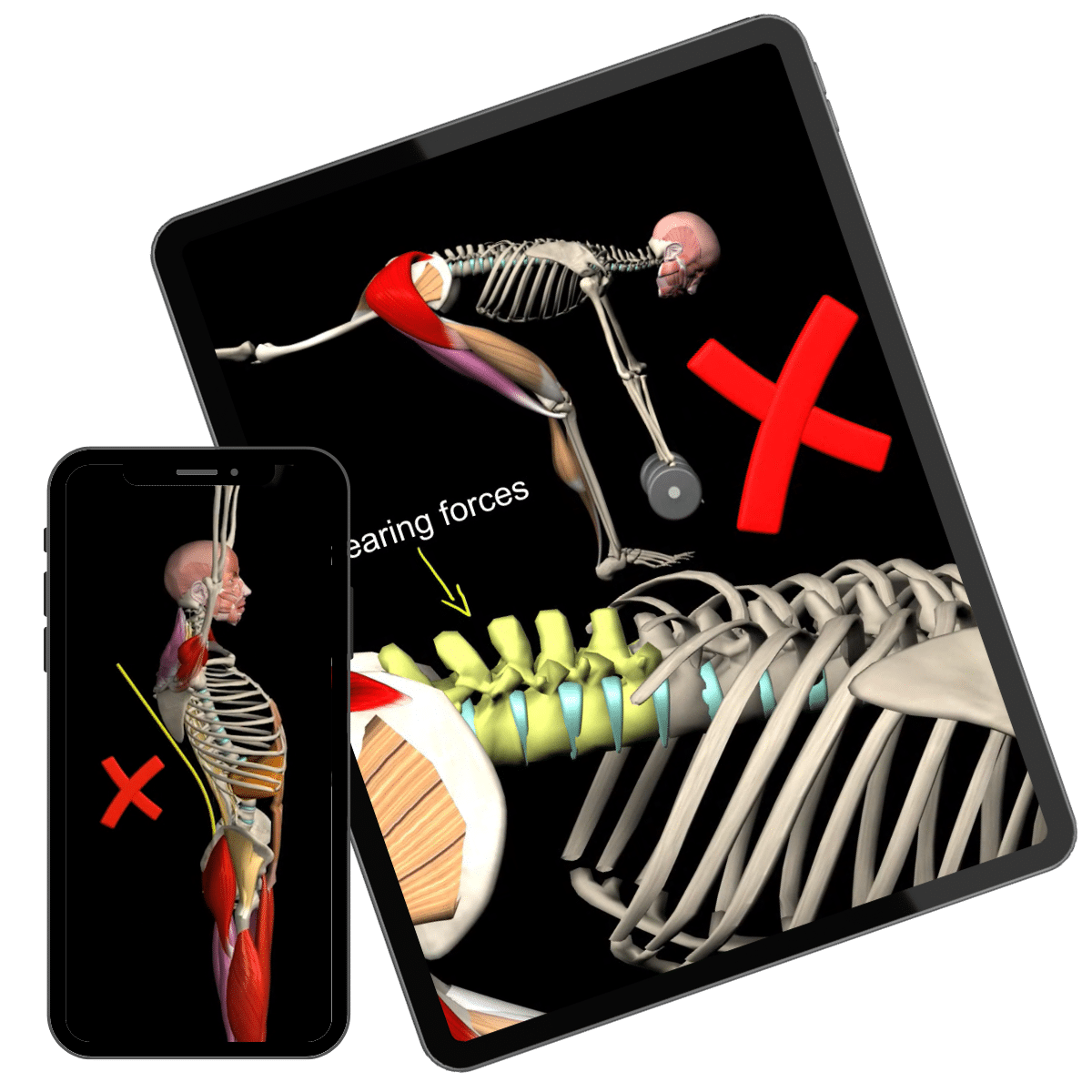Strength Training App 3D Animation Anatomy & Biomechanics