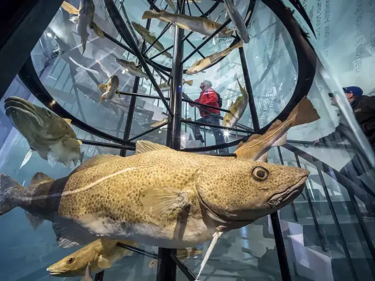 10 Tips for FirstTime Visitors to Iceland MuseumNext