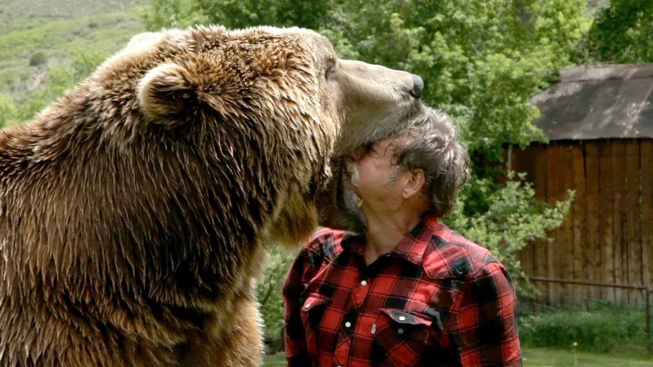Grizzly Bear Standing Next To Human