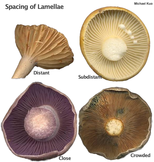 List 32+ Stock Photos what are the gills of a mushroom Completed