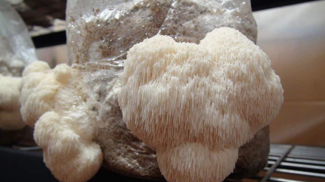 Growing Lion's Mane Indoors and Outdoors (A StepbyStep Guide)