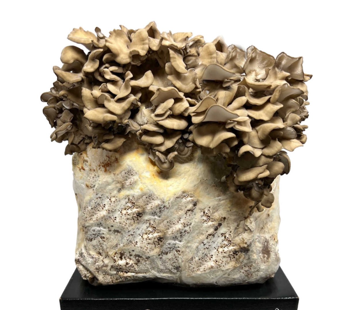 Growing Maitake Mushrooms At Home