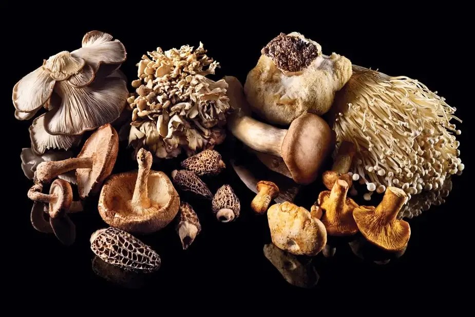 Maitake Mushrooms Benefits All You Should Know