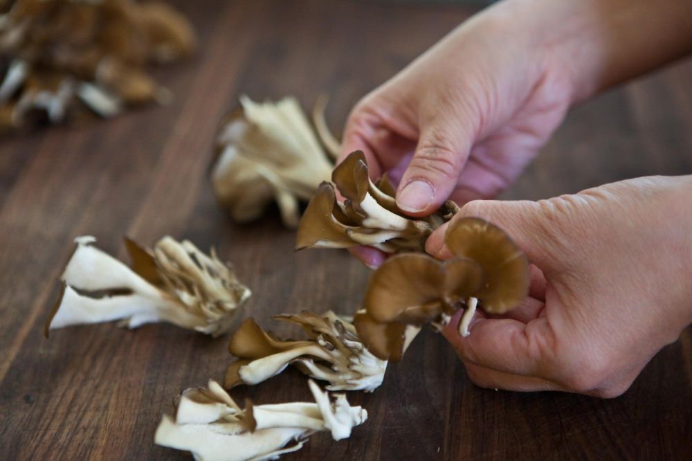 Growing Maitake Mushrooms At Home