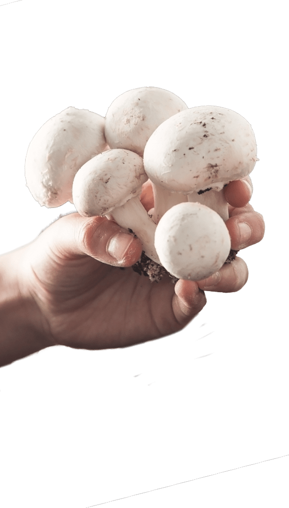 Mushroom Jobs Mushrooms Canada