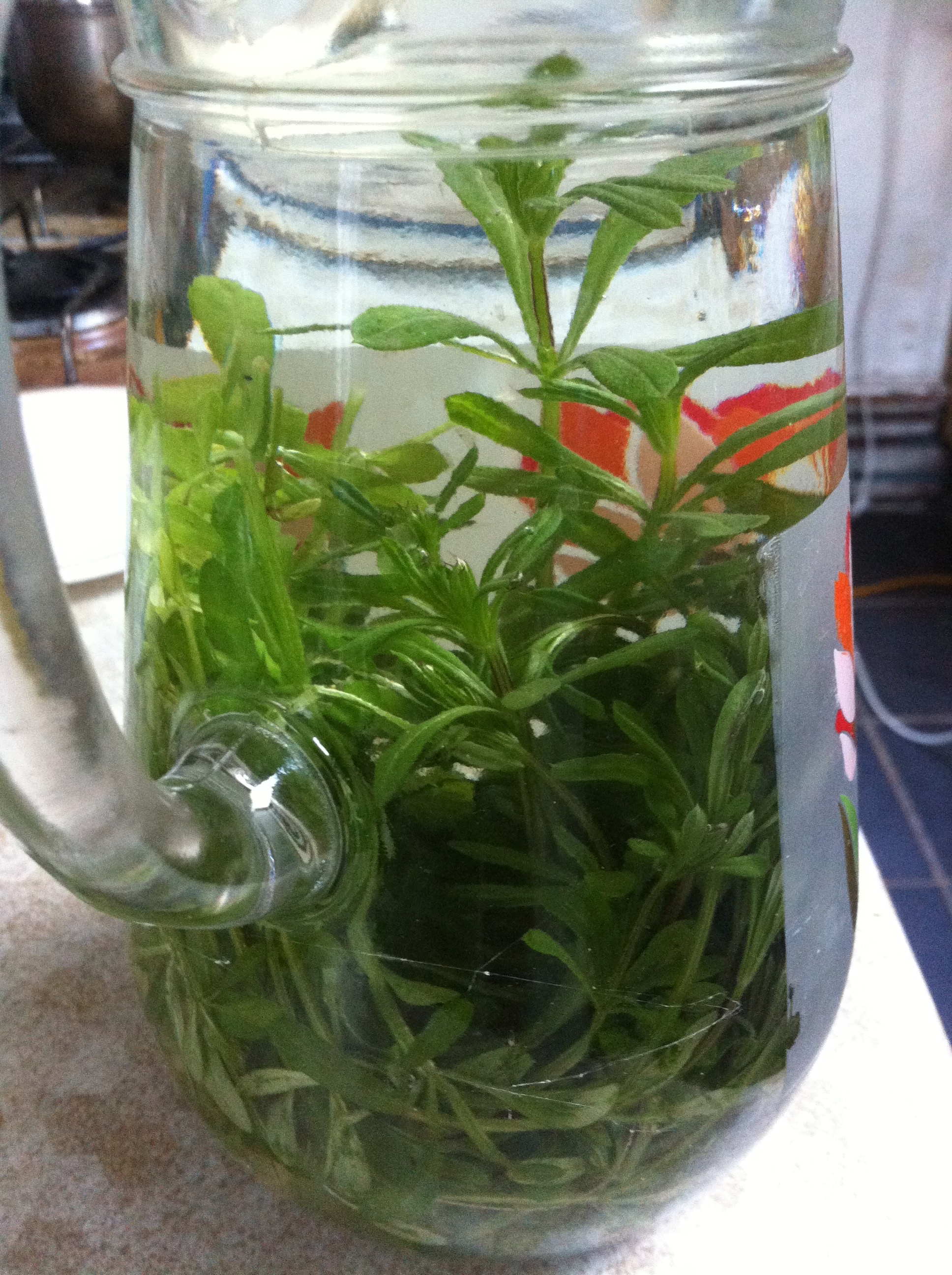 Spring Herbs Cleavers MUSHROOM TABLE