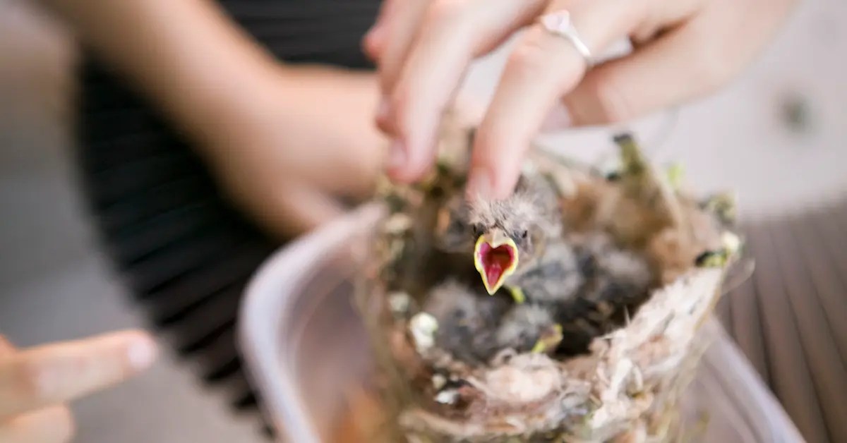 How to Feed a Nestling Bird in Nebraska Music Raiser