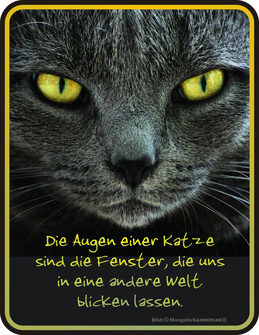 Lustige Sprüche Katzen spruch zitat
