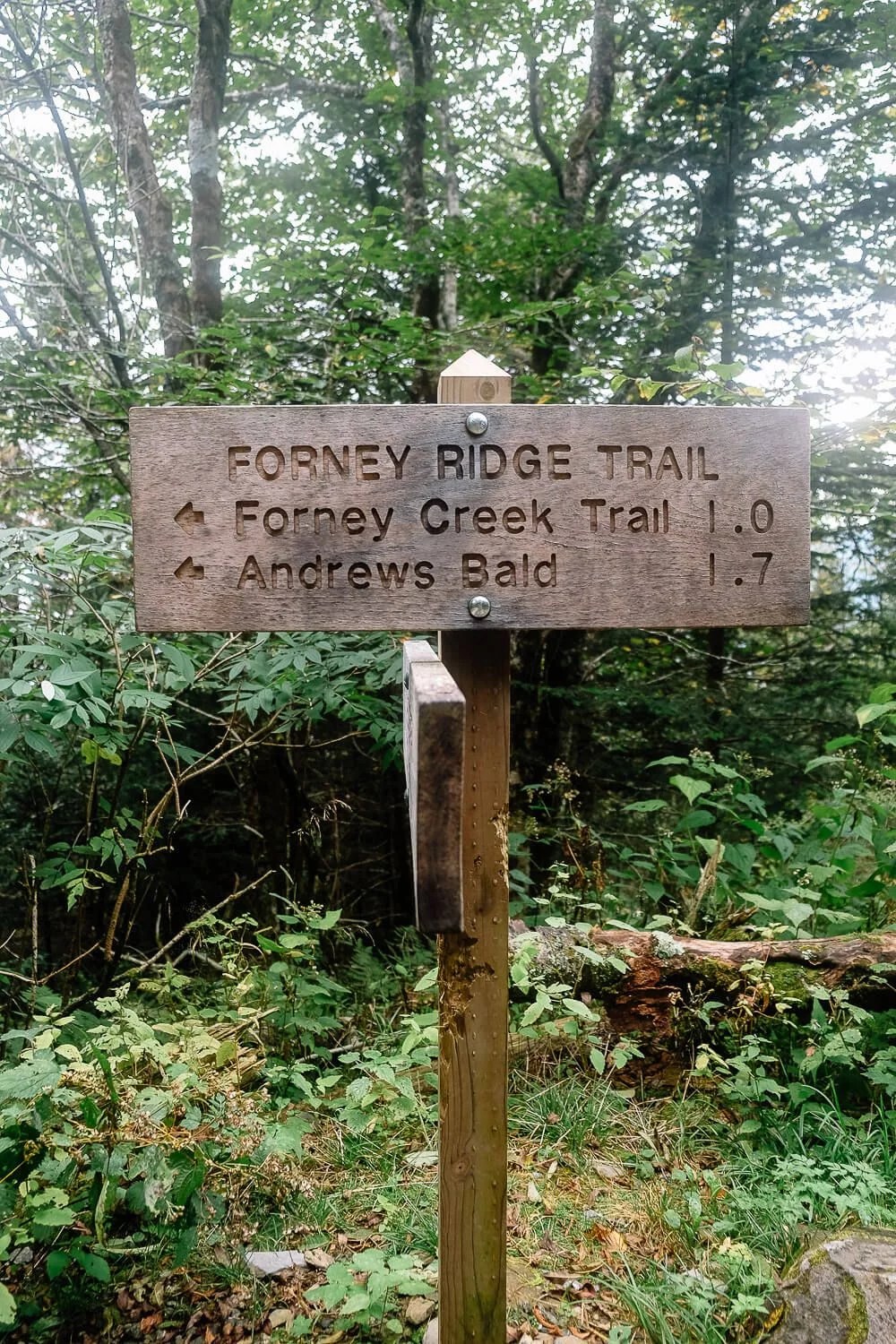Hike the Andrews Bald Trail from Clingmans Dome