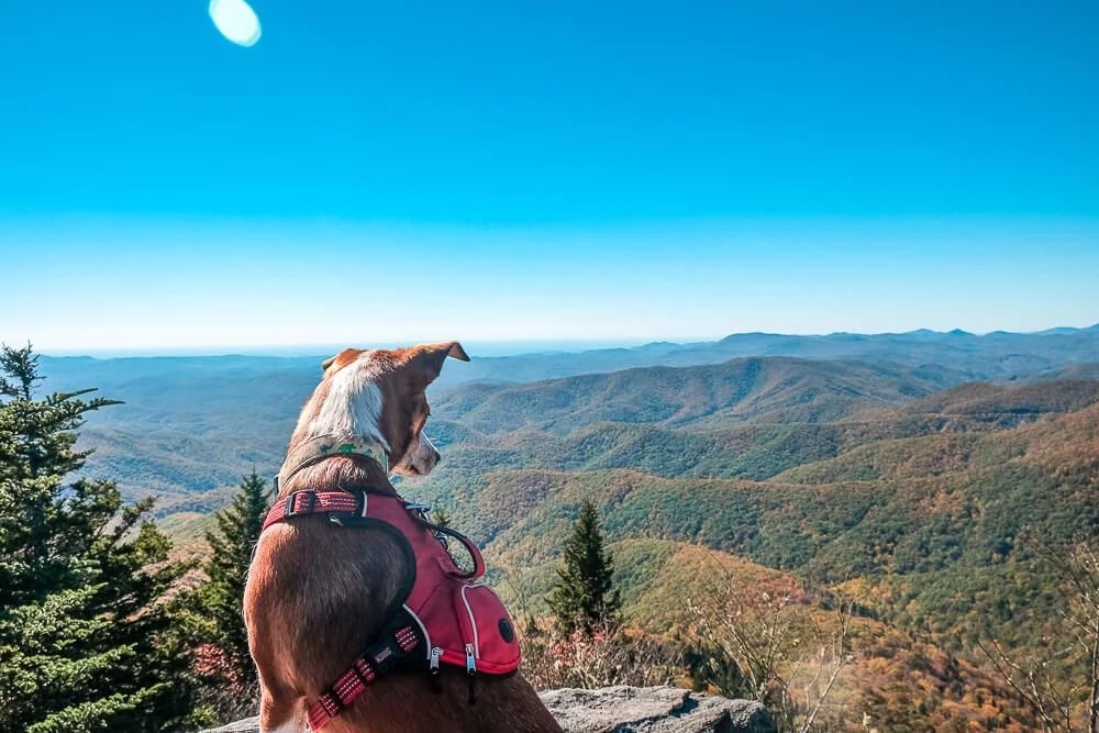 The Best Places to Go Hiking Near Greenville, SC