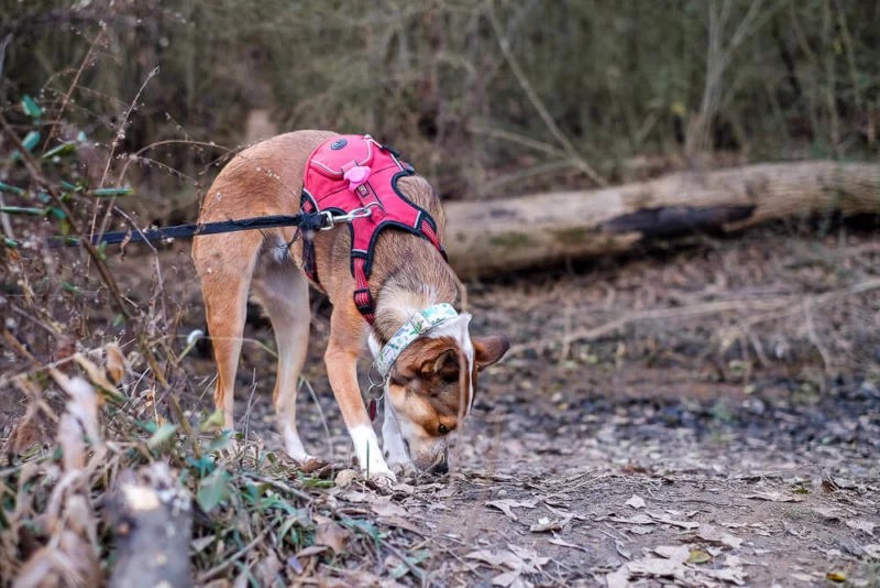 Hiking the Trails at Cedar Falls Park [Greenville, SC]