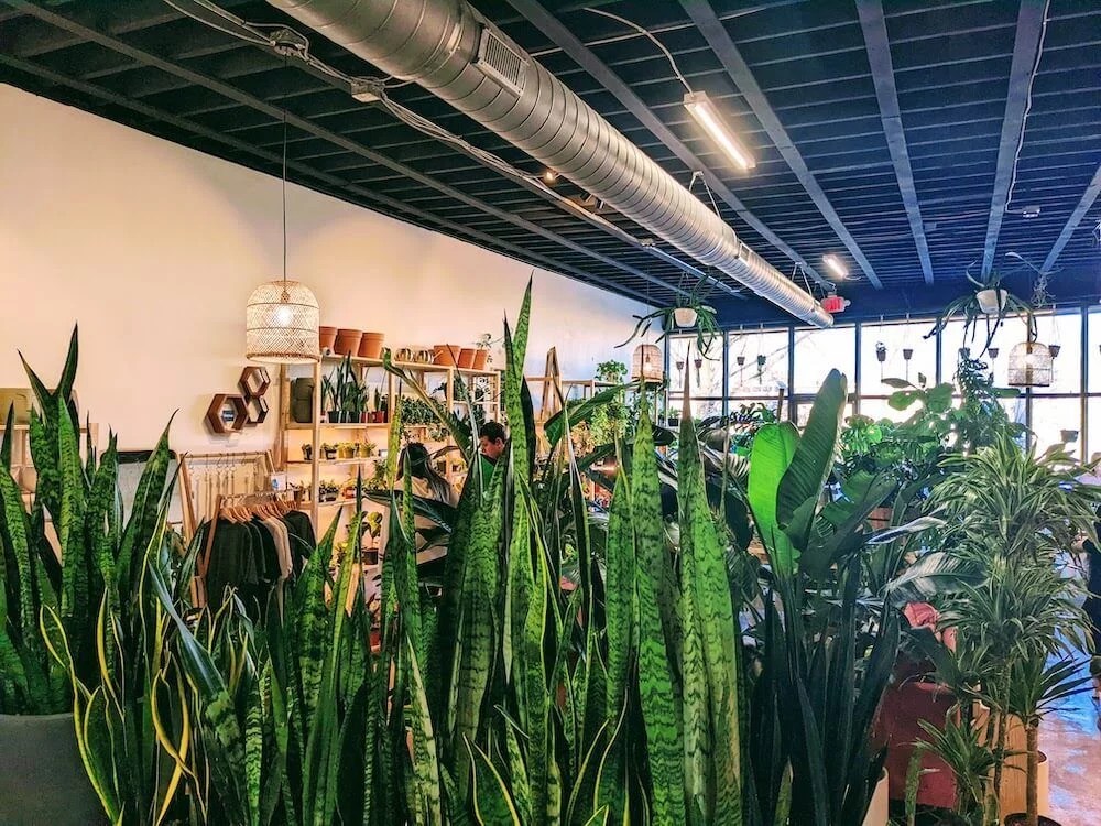 12+ Places to Buy House Plants in Greenville, SC
