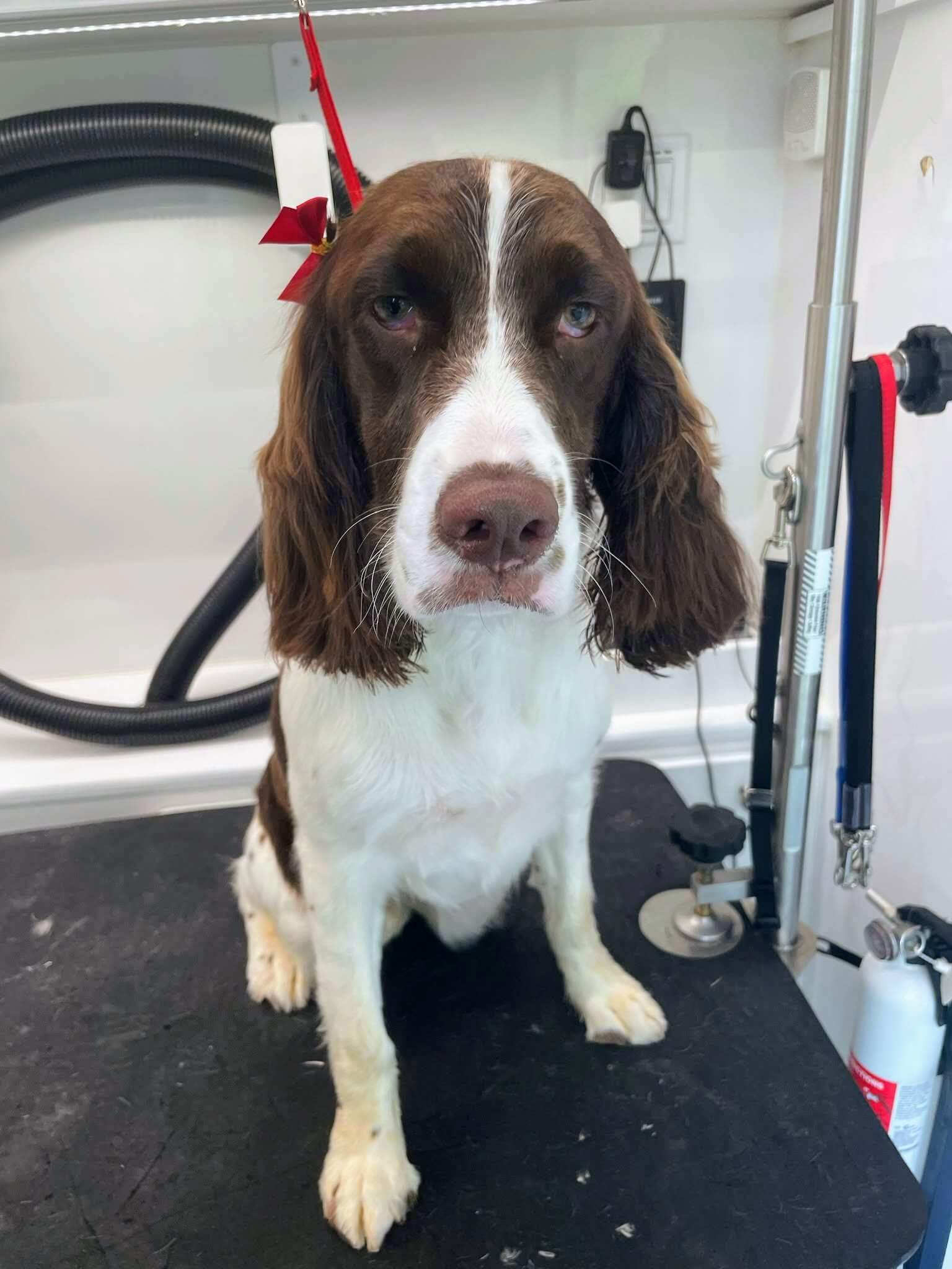 Woofie's Mobile Dog Grooming in Greenville SC [Review]