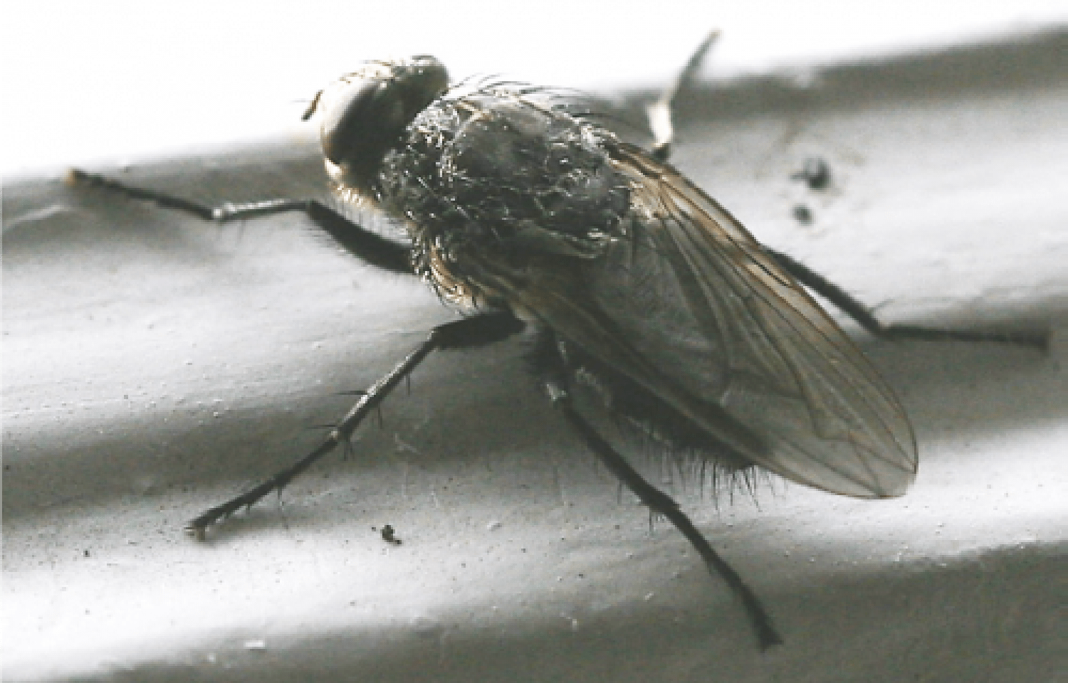 Cluster Fly Muskoka Pest Control