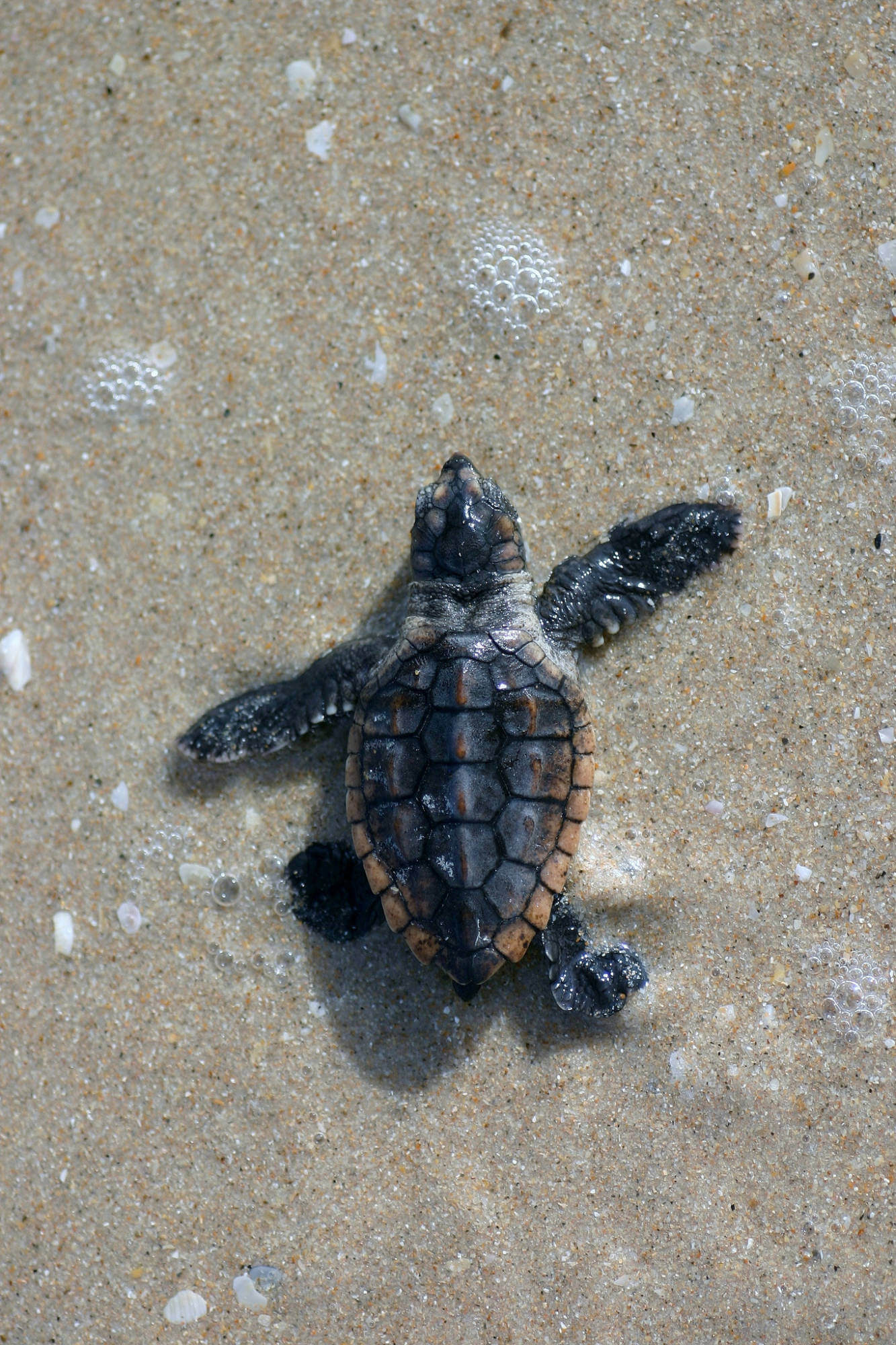 Sea Turtle Nesting Season in Southwest Florida Must Do Visitor Guides