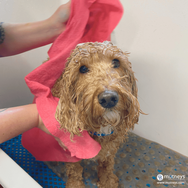 Aquamat Dog Drying Cloth Dog Dry Towel Mutneys