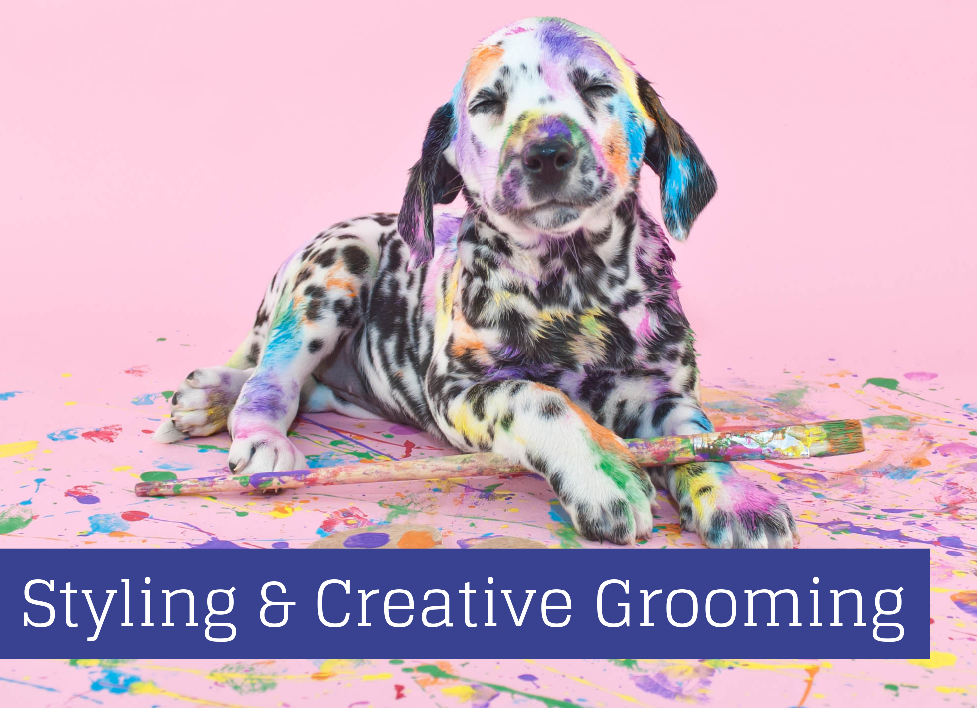 Creative Dog Grooming Top 10 Resources to Get Started